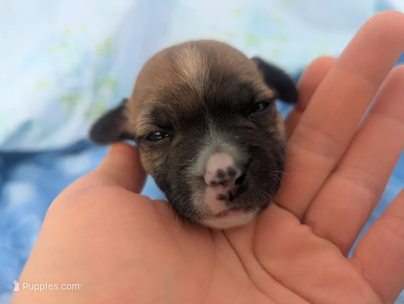 Scout – Jack Russell Terrier puppy for sale in Paulding, OH