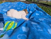 Hunter, a male Jack Russell Terrier for sale in Paulding, OH – 5 of 5