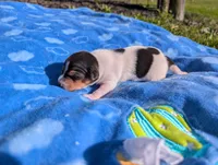Oreo, a male Jack Russell Terrier for sale in Paulding, OH – 3 of 6