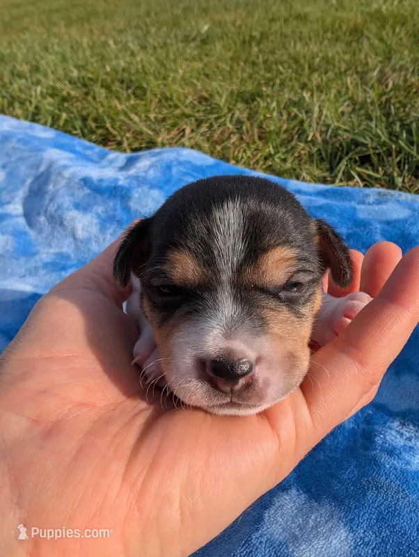 Oreo – Jack Russell Terrier puppy for sale in Paulding, OH