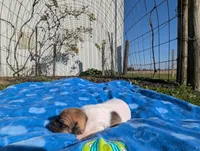 Hunter, a male Jack Russell Terrier for sale in Paulding, OH – 3 of 5