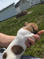 Ranger, a male Jack Russell Terrier for sale in Paulding, OH – 3 of 4