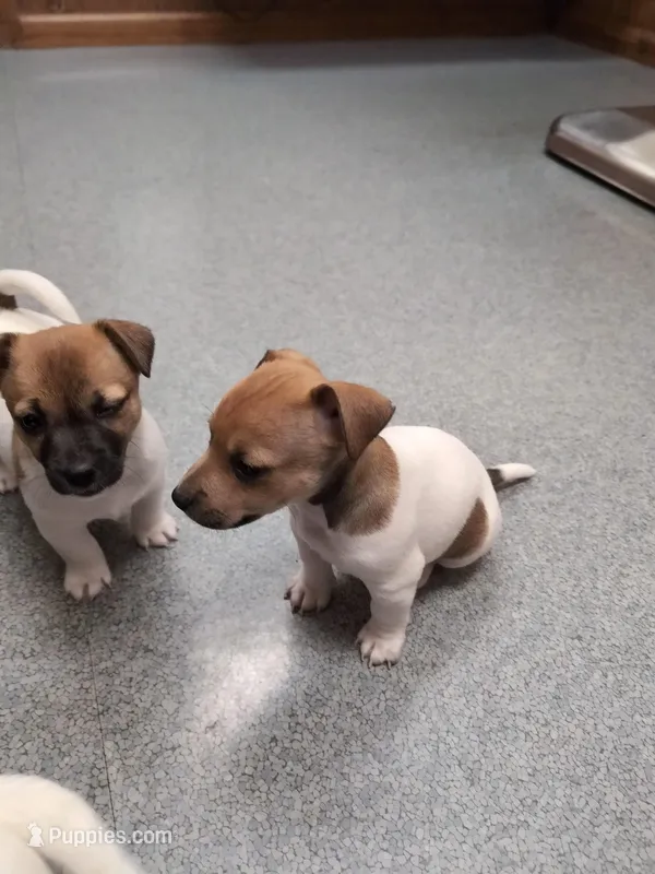 Ranger – Jack Russell Terrier puppy for sale in Paulding, OH