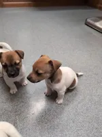 Ranger, a male Jack Russell Terrier for sale in Paulding, OH – 1 of 4
