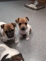 Ranger, a male Jack Russell Terrier for sale in Paulding, OH – 2 of 4