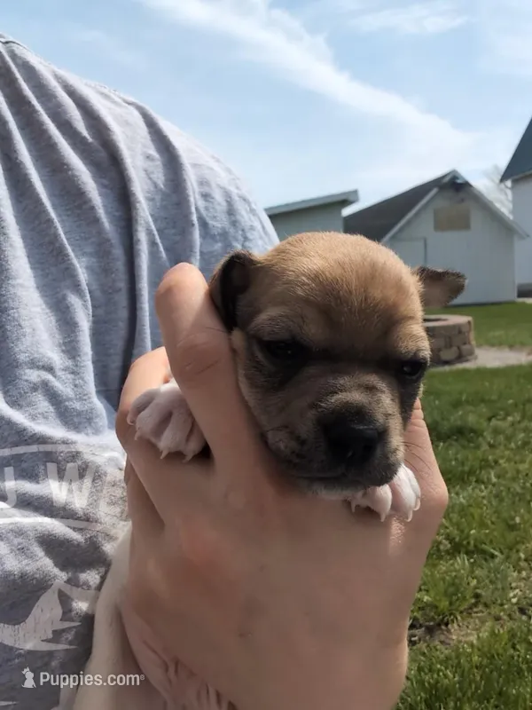 Ranger – Jack Russell Terrier puppy for sale in Paulding, OH
