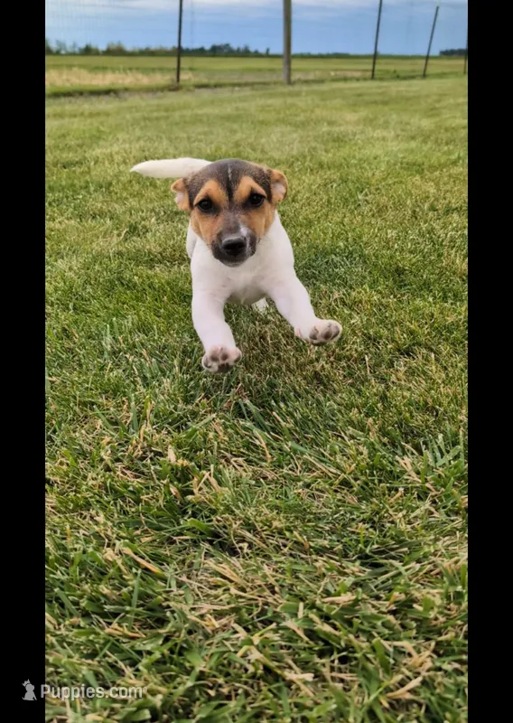 Cody – Jack Russell Terrier puppy for sale in Paulding, OH