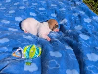 Ranger, a male Jack Russell Terrier for sale in Paulding, OH – 4 of 4