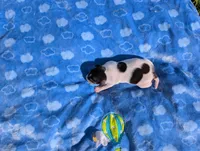 Oreo, a male Jack Russell Terrier for sale in Paulding, OH – 5 of 6