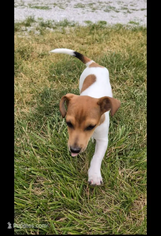 Ranger – Jack Russell Terrier puppy for sale in Paulding, OH