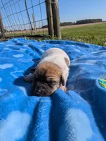 Hunter, a male Jack Russell Terrier for sale in Paulding, OH – 2 of 5