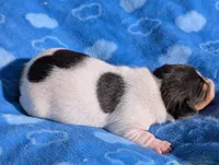 Oreo, a male Jack Russell Terrier for sale in Paulding, OH – 6 of 6