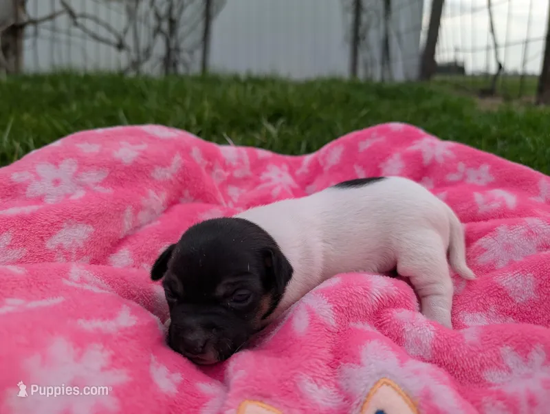 Millie – Jack Russell Terrier puppy for sale in Paulding, OH