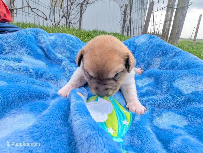 Chip – Jack Russell Terrier puppy for sale in Paulding, OH