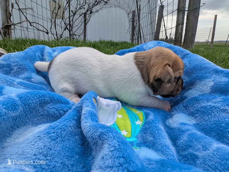 Chip – Jack Russell Terrier puppy for sale in Paulding, OH