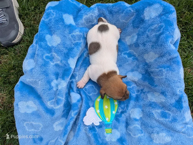 Ranger – Jack Russell Terrier puppy for sale in Paulding, OH