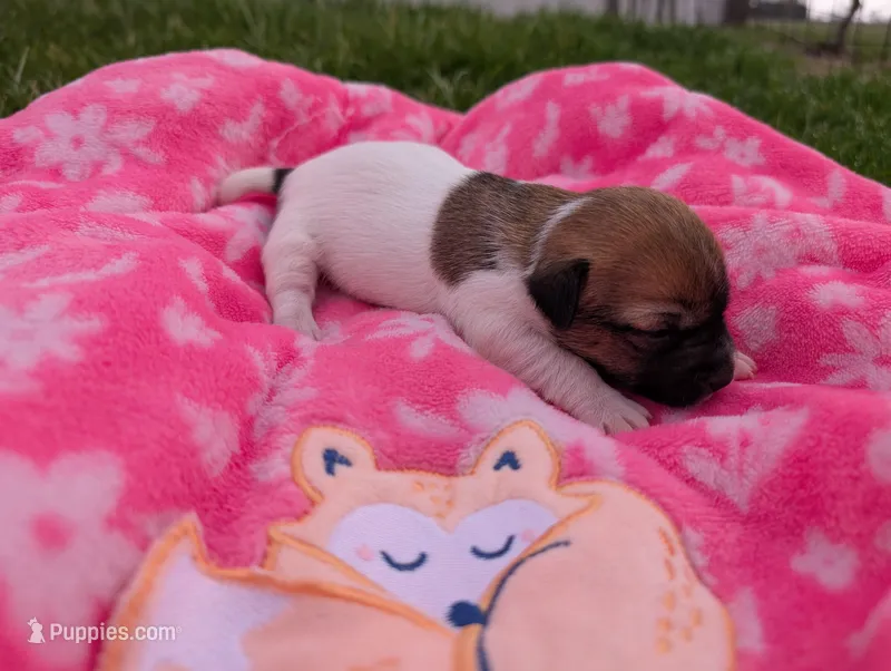 Rosey – Jack Russell Terrier puppy for sale in Paulding, OH