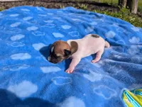 Scout, a male Jack Russell Terrier for sale in Paulding, OH – 3 of 6
