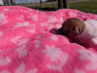 Willow, a female Jack Russell Terrier for sale in Paulding, OH – 6 of 6