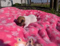 Willow, a female Jack Russell Terrier for sale in Paulding, OH – 5 of 6