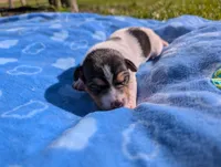 Oreo, a male Jack Russell Terrier for sale in Paulding, OH – 4 of 6