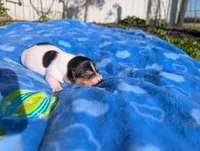 Oreo, a male Jack Russell Terrier for sale in Paulding, OH – 2 of 6