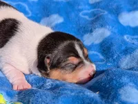 Oreo, a male Jack Russell Terrier for sale in Paulding, OH – 1 of 6