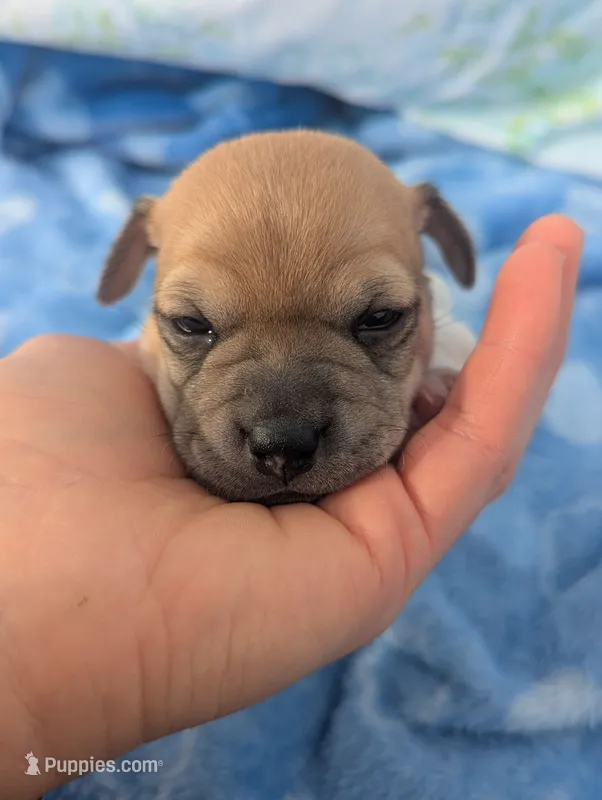 Ranger – Jack Russell Terrier puppy for sale in Paulding, OH