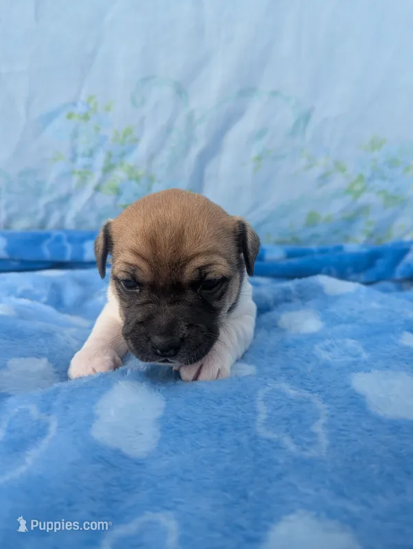 Hunter – Jack Russell Terrier puppy for sale in Paulding, OH