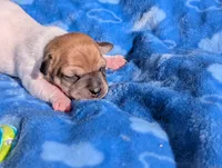 Ranger, a male Jack Russell Terrier for sale in Paulding, OH – 1 of 4