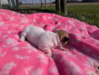 Willow, a female Jack Russell Terrier for sale in Paulding, OH – 4 of 6