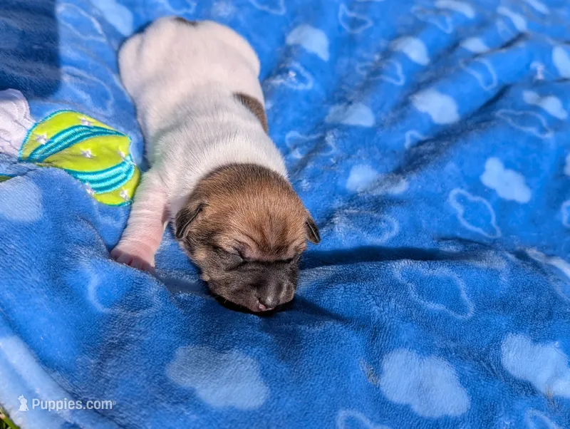 Hunter – Jack Russell Terrier puppy for sale in Paulding, OH