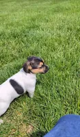 Cody, a male Jack Russell Terrier for sale in Paulding, OH – 4 of 6