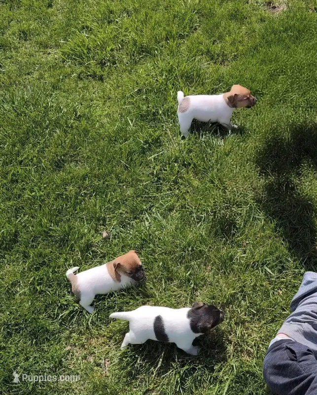 Chip – Jack Russell Terrier puppy for sale in Paulding, OH
