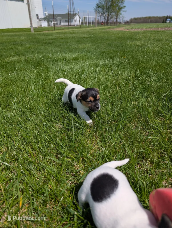 Cody – Jack Russell Terrier puppy for sale in Paulding, OH