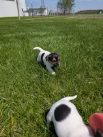 Cody, a male Jack Russell Terrier for sale in Paulding, OH – 1 of 6