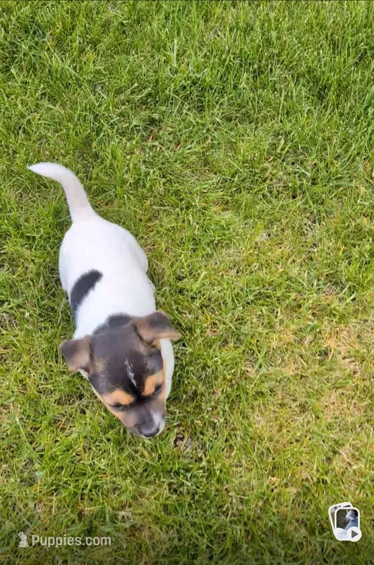 Cody – Jack Russell Terrier puppy for sale in Paulding, OH