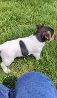 Cody, a male Jack Russell Terrier for sale in Paulding, OH – 6 of 6