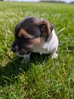 Cody, a male Jack Russell Terrier for sale in Paulding, OH – 2 of 6