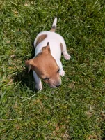Ranger, a male Jack Russell Terrier for sale in Paulding, OH – 4 of 4