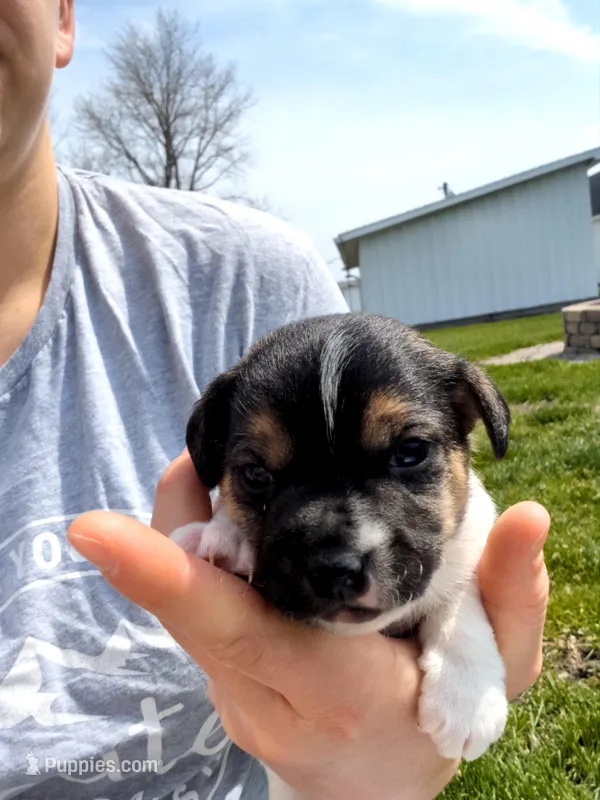 Cody – Jack Russell Terrier puppy for sale in Paulding, OH