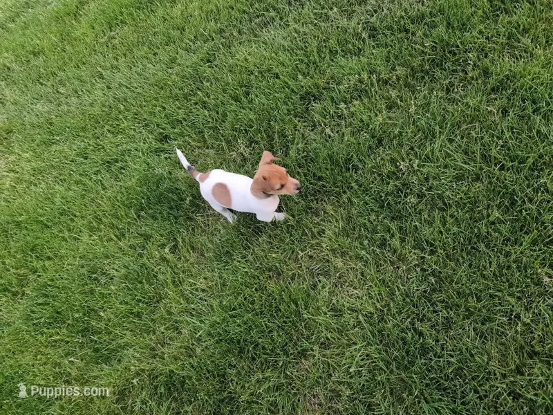 Ranger – Jack Russell Terrier puppy for sale in Paulding, OH