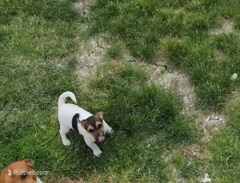 Cody – Jack Russell Terrier puppy for sale in Paulding, OH