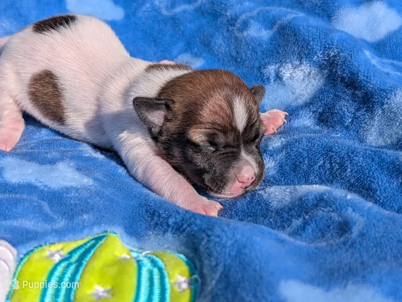 Scout – Jack Russell Terrier puppy for sale in Paulding, OH