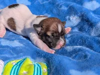Scout, a male Jack Russell Terrier for sale in Paulding, OH – 1 of 6