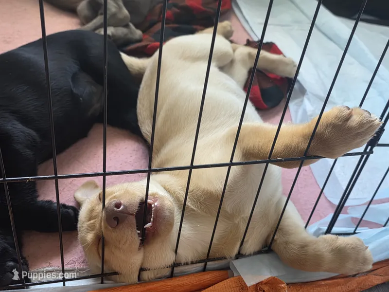 Ricky Jr – Labrador Retriever puppy for sale in Shelbyville, IN
