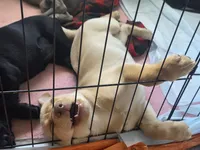 Ricky Jr, a male Labrador Retriever for sale in Shelbyville, IN – 2 of 10