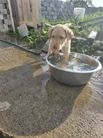 Ricky Jr, a male Labrador Retriever for sale in Shelbyville, IN – 7 of 10