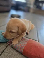 Ricky Jr, a male Labrador Retriever for sale in Shelbyville, IN – 9 of 9