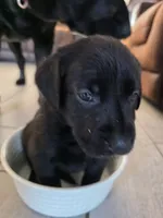 Luna, a female Labrador Retriever for sale in Shelbyville, IN – 5 of 8